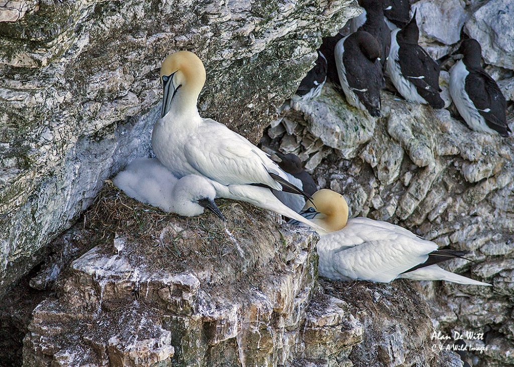 Gannet on nest with chick