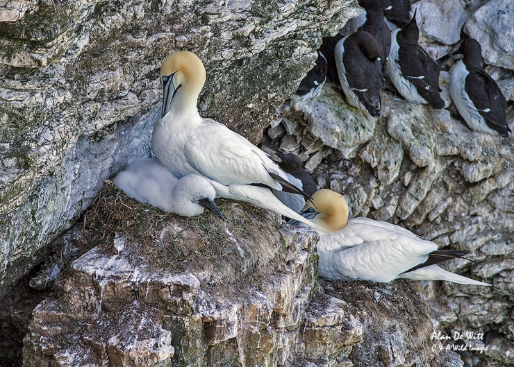 Gannets on nest