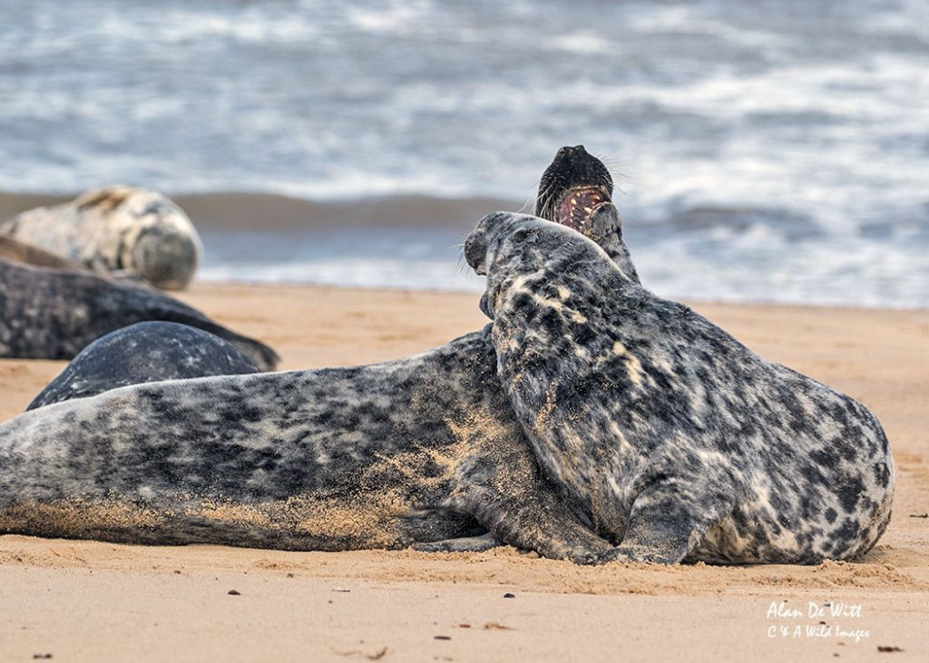 Male Grey Seals Sparring