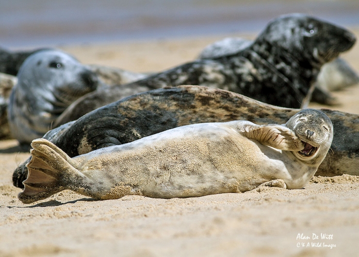Laughing Seal