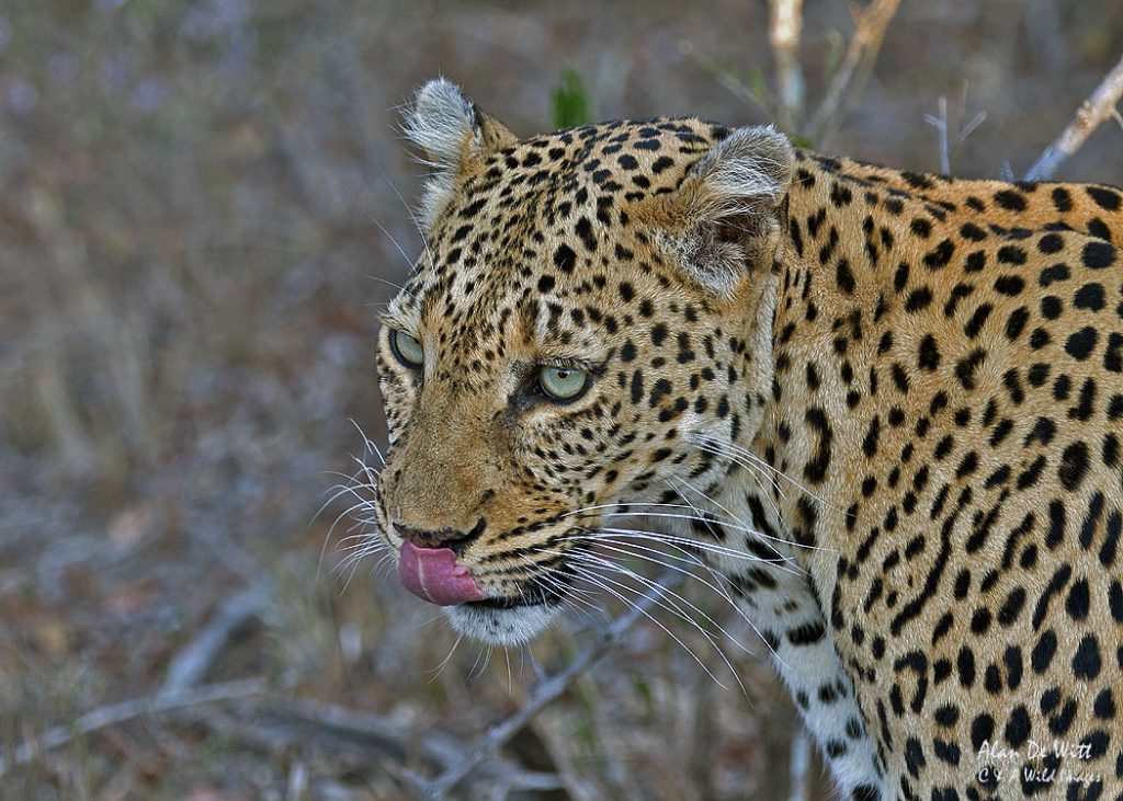 Leopard at Timbavati