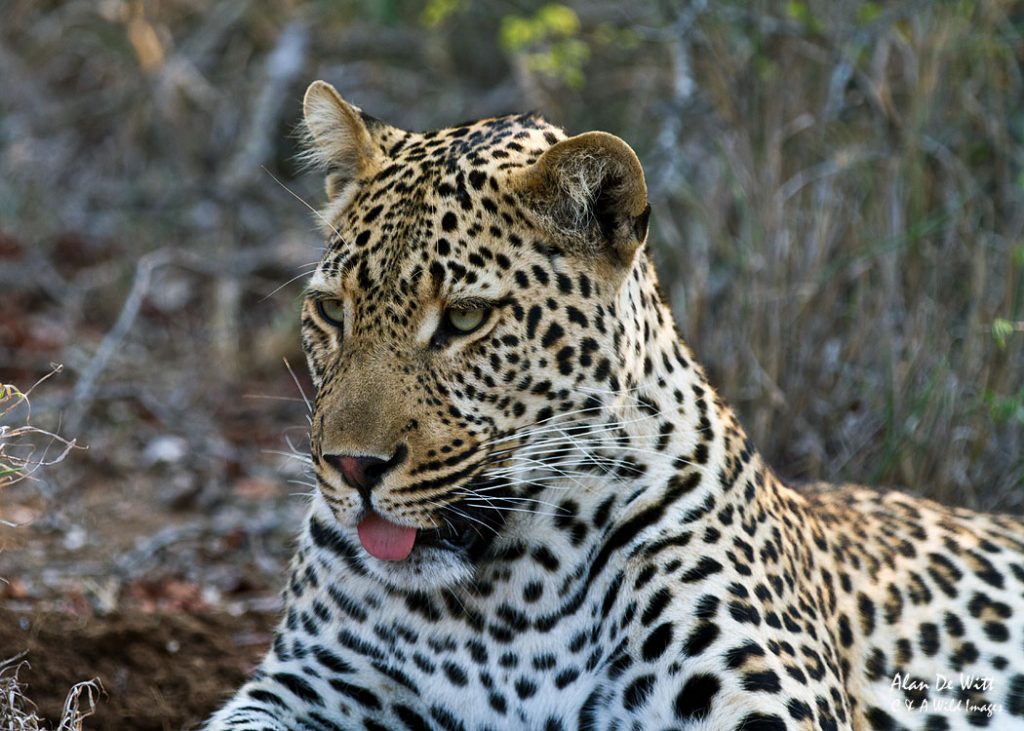 Leopard in Thornybush Timbavati