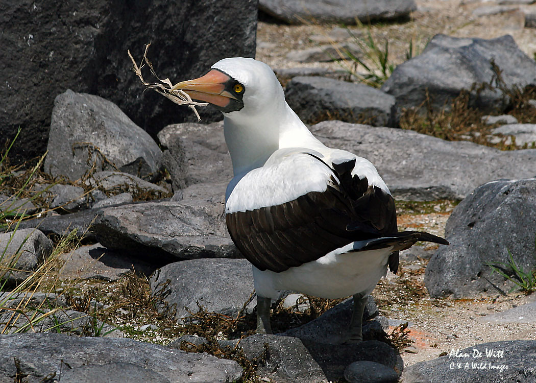 Nazca Booby nest building
