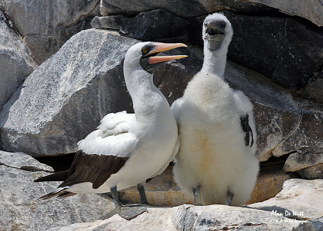 Nazca Booby with its chick after practicing obligate siblicide