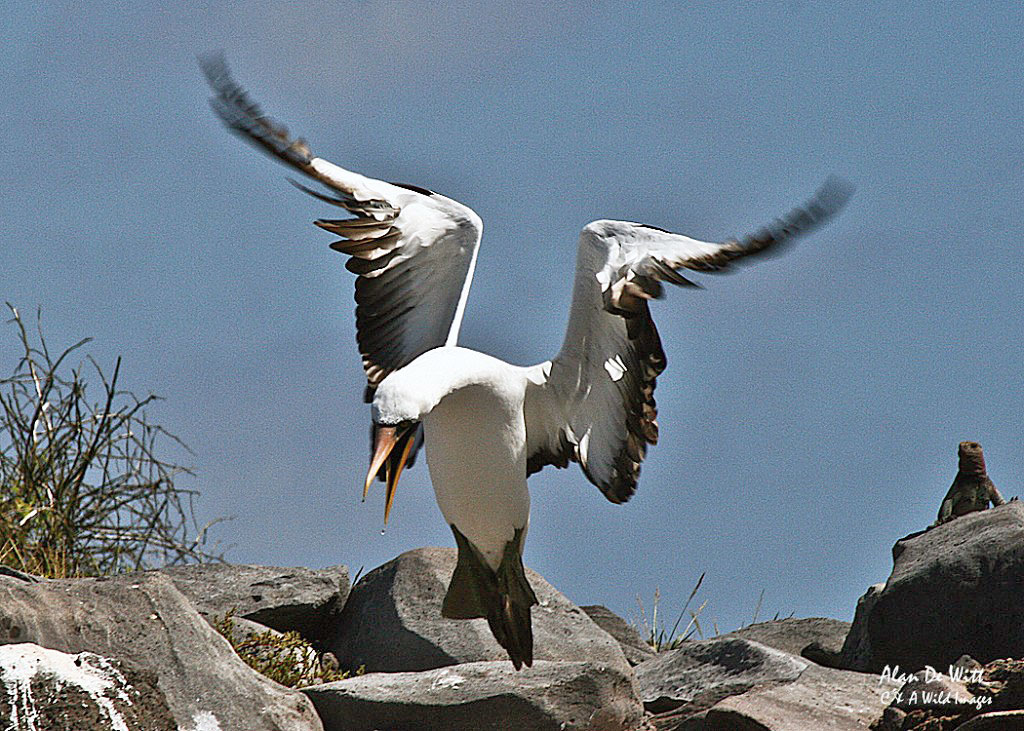 Nazca Booby
