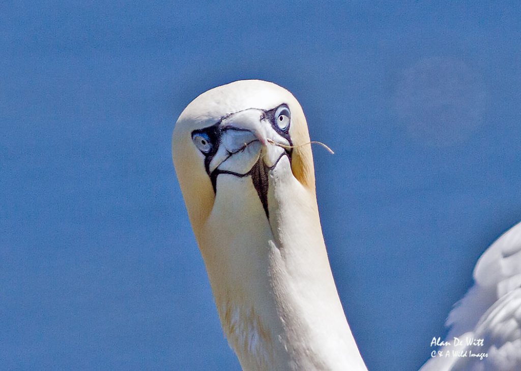 Northern Gannet
