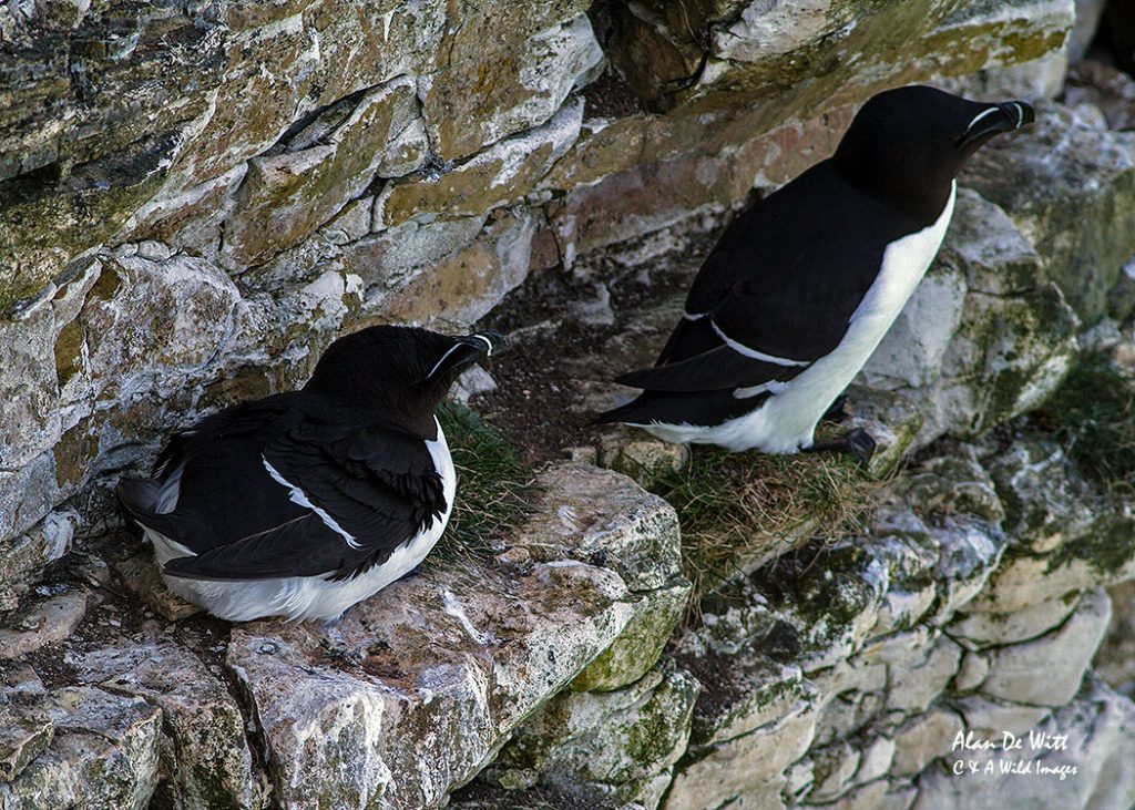 Razorbills at Bempton Cliffs