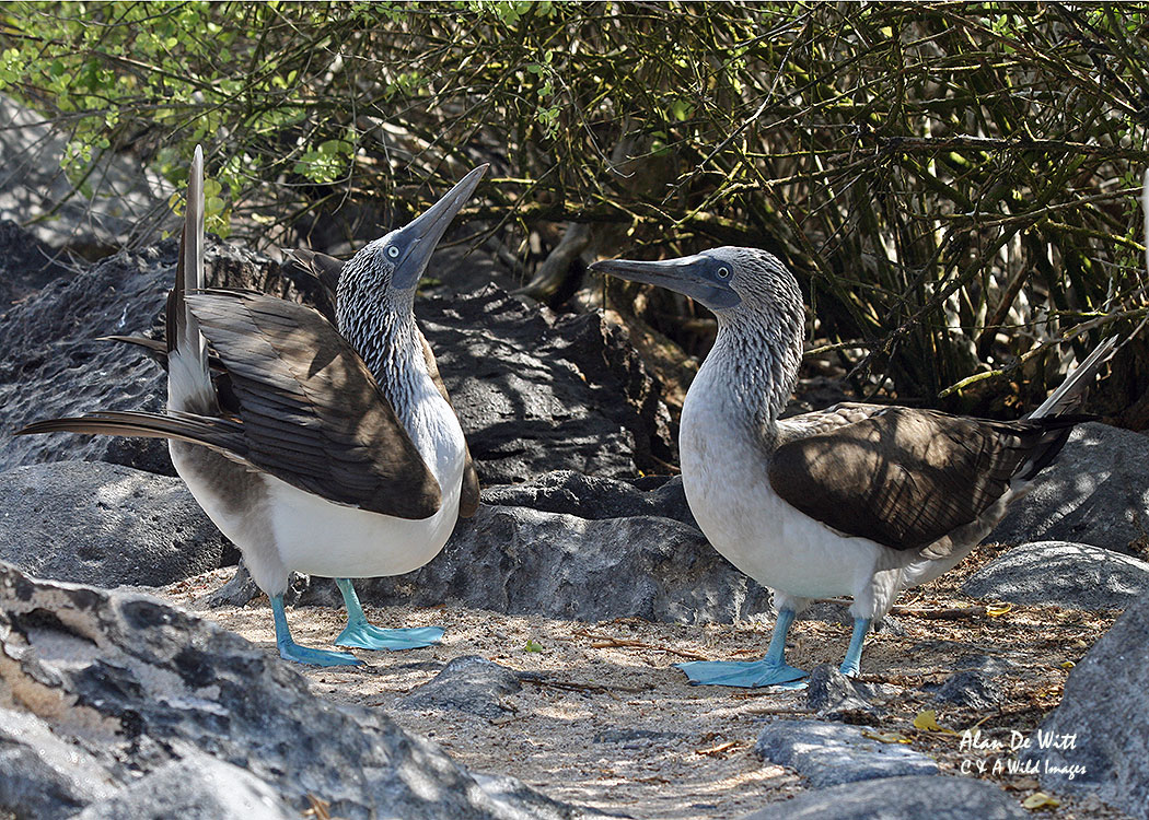 The blue footed booby dance