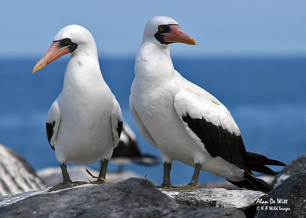 Nazca Boobies
