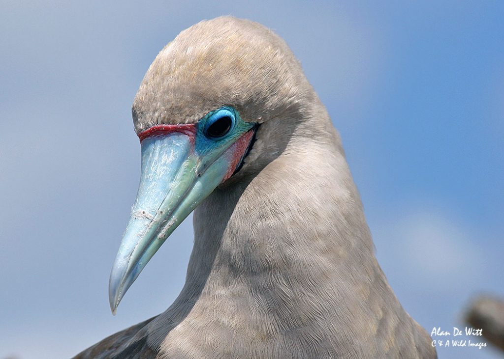 Red Footed Booby