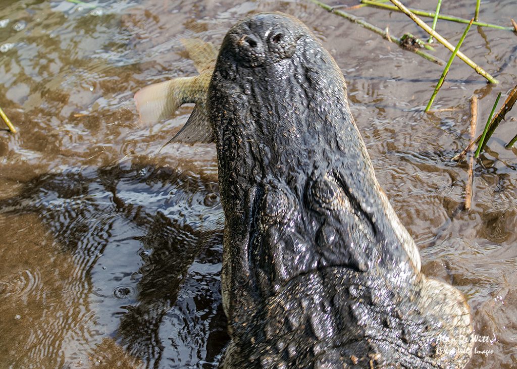 Alligator with it’s catch at wakodahatchee wetlands