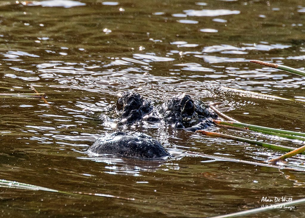 Hunting Alligator at green cay 