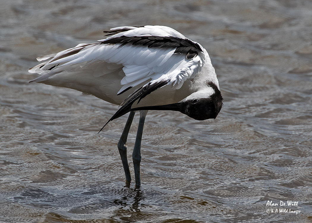 Preening Avocet