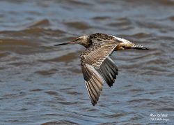 Bar-tailed vs Black-tailed Godwits