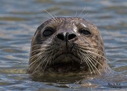 Norfolk’s secret Common Seal Colony