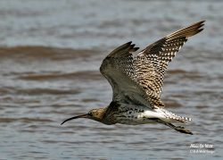 Curlew’s at Titchwell