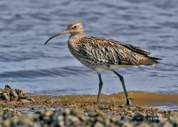 RSPB Titchwell Marsh in Summer