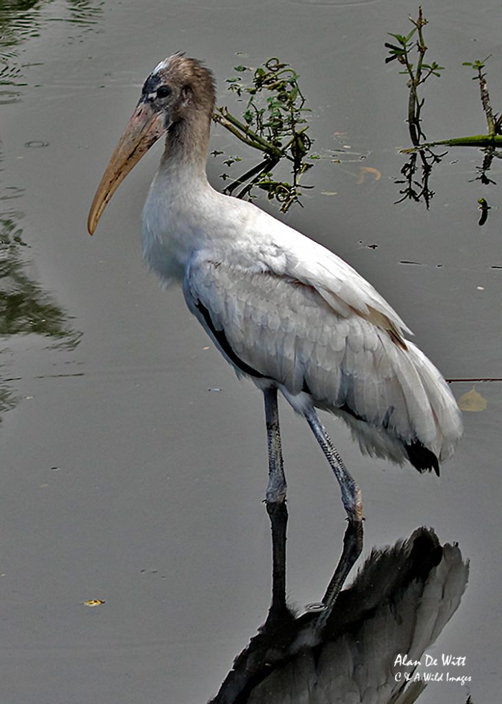 Juvenile Wood Stork wading in water