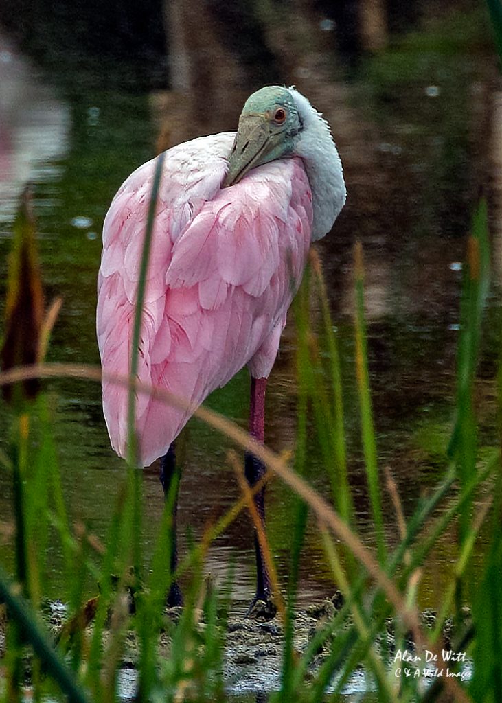 Roseate Spoonbill