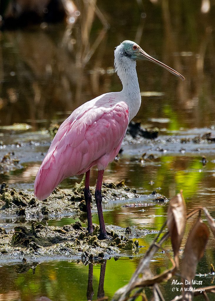 Roseate Spoonbill
