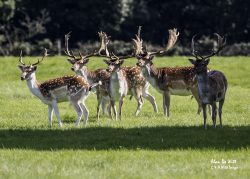 Fallow Deer at Holkham