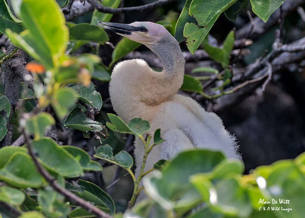 Juvenile Anhinga