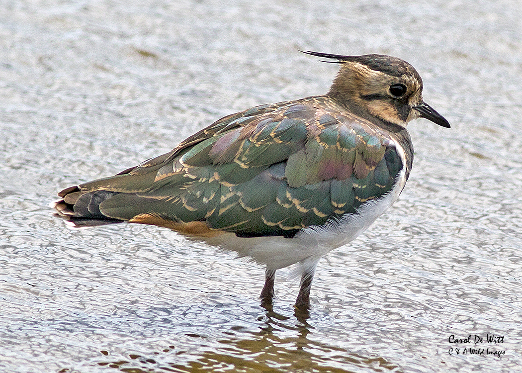 Lapwing at RSPB Titchwell Marsh