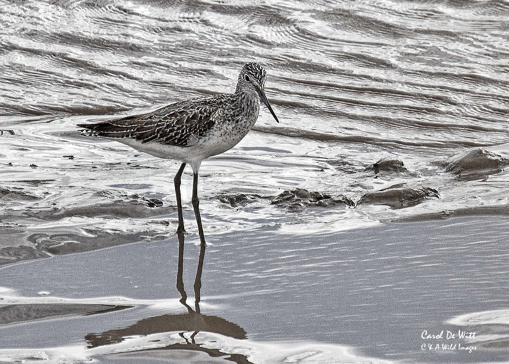 Greenshank on the Parrett estuary