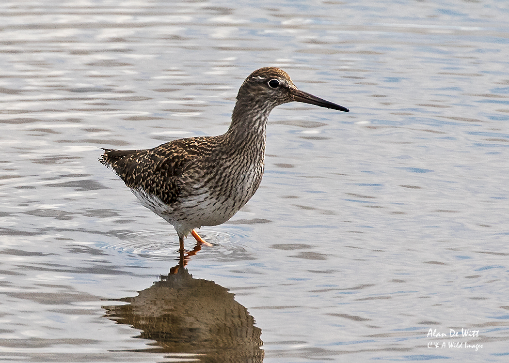 Juvenile Common Redshank