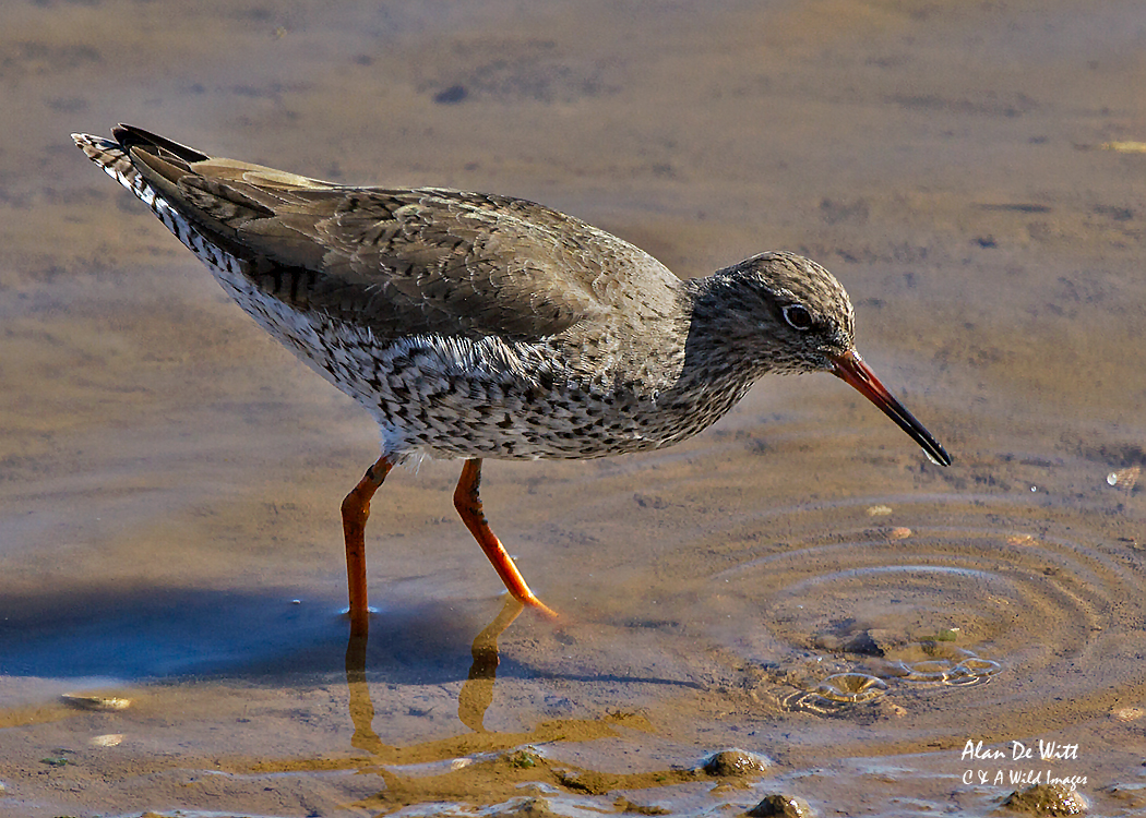 Redshank