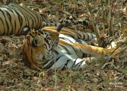Bandhavgarh and The Buffer Zone
