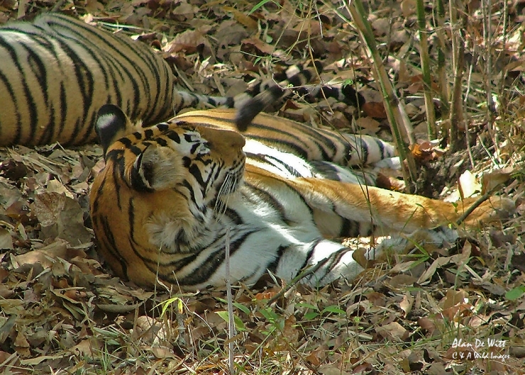 Resting Tiger in Kanha National Park
