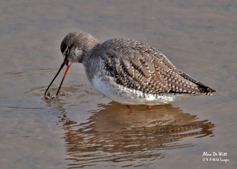 Help with Identifying Redshanks from Spotted Redshanks