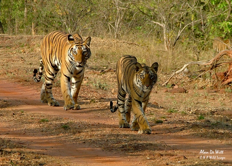 Tigress and cub in Bandhavgarh National Park