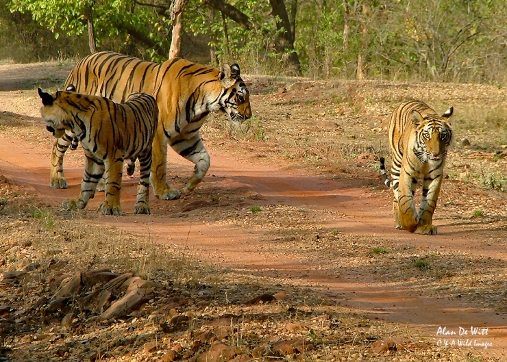 Tigress and her two cubs in Bandhavgarh National Park