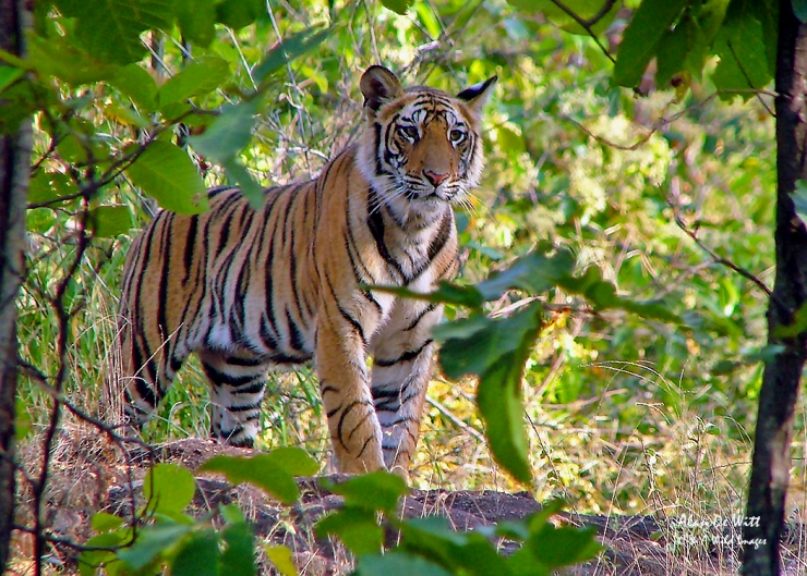 Tiger cub in Bandhavgarh National Park