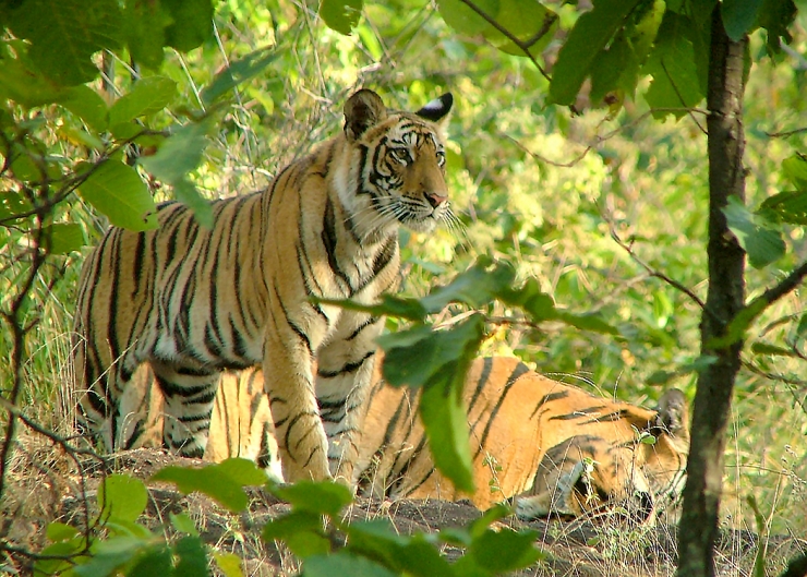 Tiger cub in Bandhavgarh National Park