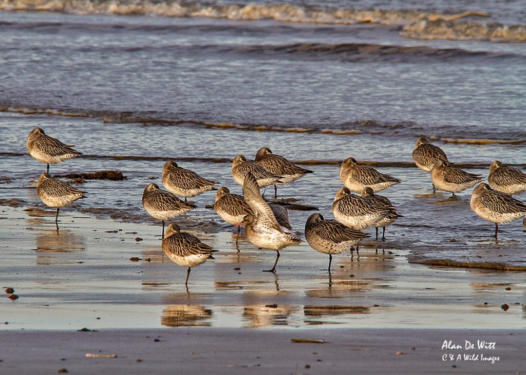 Bar-Tailed Godwits