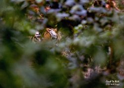 In search of a Tiger