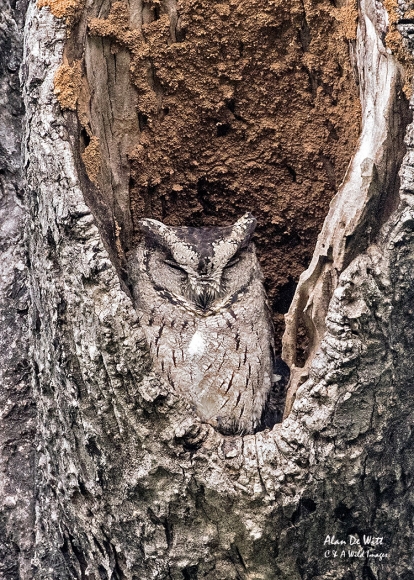 Scops Owl in Bandhavgarh Tiger Reserve