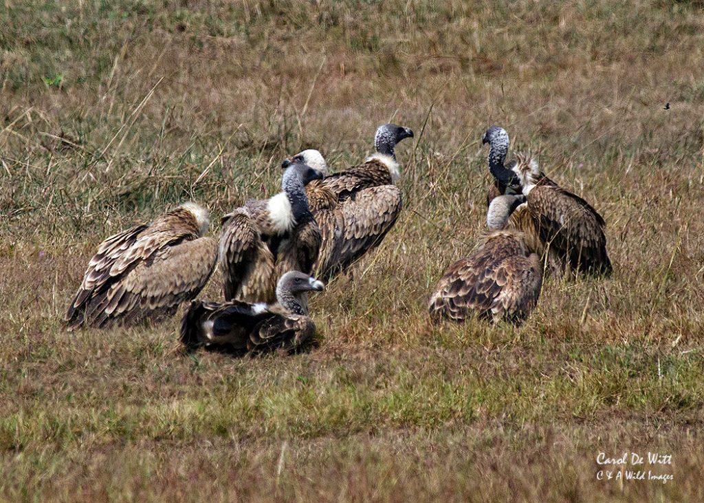 vultures in India