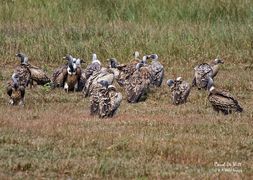 vultures in India