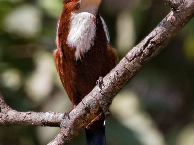 White-throated Kingfisher Bandhavgarh National Park