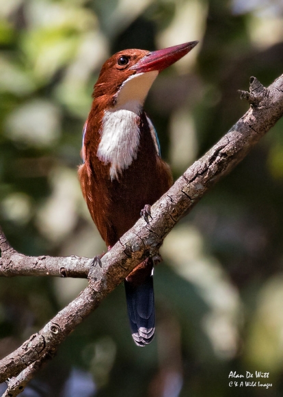 White Throated Kingfisher in Bandhavgarh Tiger Reserve