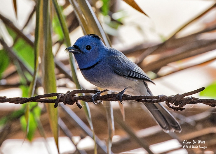 Black Naped Monarch at Bandhavgarh Jungle Lodge