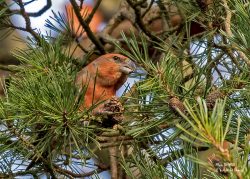 Parrot Crossbills in Thetford Forest