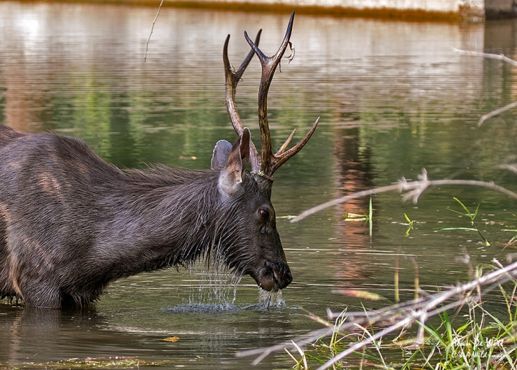 Male Samba Deer in Bandhavgarh Tiger Reserve