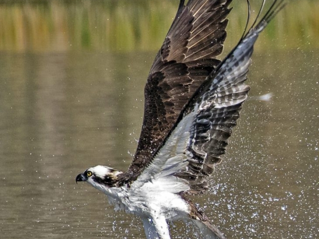 Osprey fishing in River Bend Park Jupiter FL