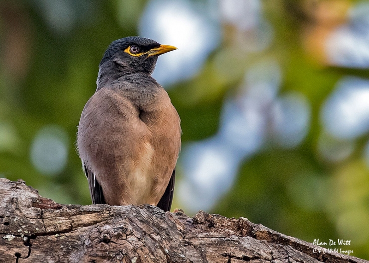 Common Indian Myna in Bandhavgarh Tiger Reserve