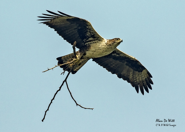 Bonellis Eagle along the River Chambal